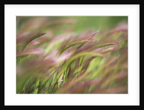 Foxtail Meadow by Anonymous