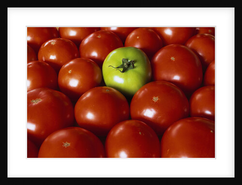 Freshly Harvested Organic Tomatoes by Anonymous