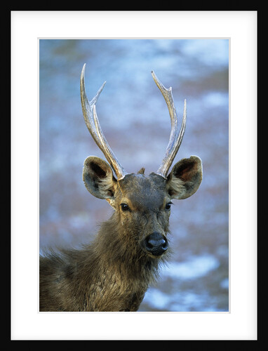Young Indian Sambar Buck by Anonymous