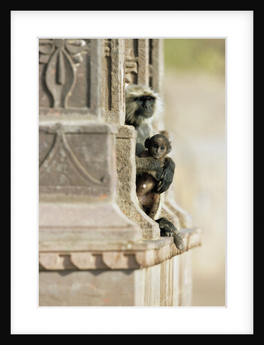 Gray Langur Monkey with Baby by Anonymous