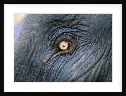 Close-Up View of Elephant's Eye by Anonymous