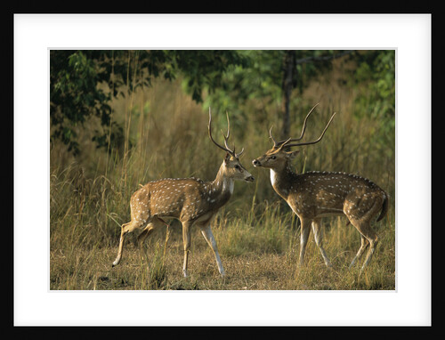 Chital Deer Bucks Fighting by Anonymous