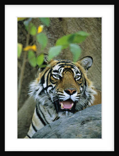 Bengal Tiger by Anonymous