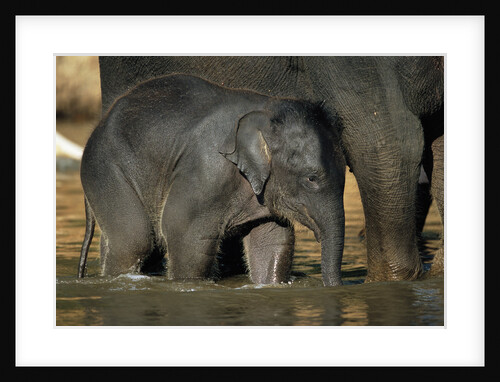 Baby Elephant with Young Calf by Anonymous