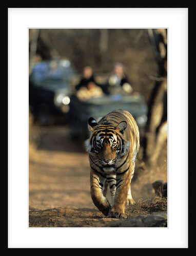 Bengal Tiger by Anonymous