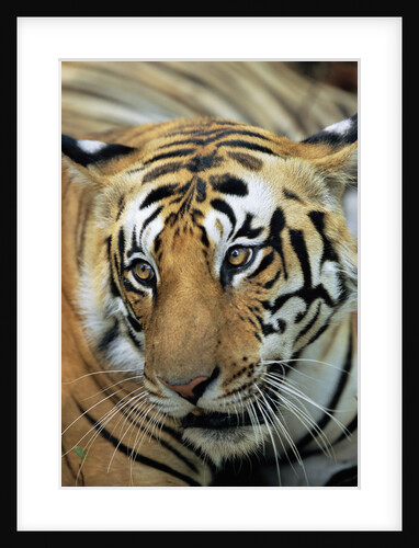 Bengal Tiger by Anonymous