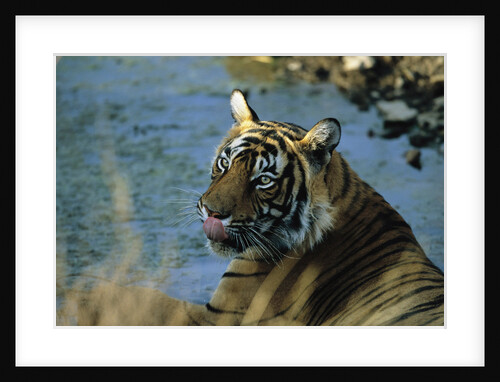 Bengal Tiger by Anonymous