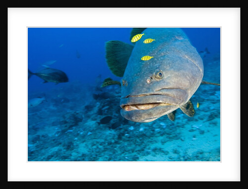 Queensland Grouper by Anonymous