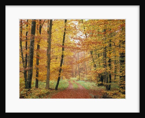 Forest Road in Autumn by Anonymous