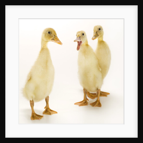Indian Runner Ducklings by Anonymous