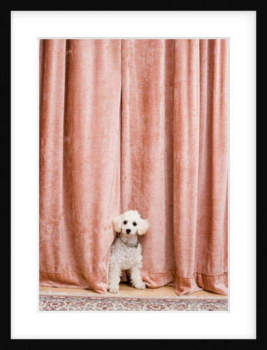 Poodle Looking from Behind Curtain by Anonymous