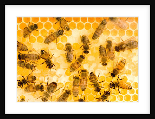 Busy Bees by Anonymous