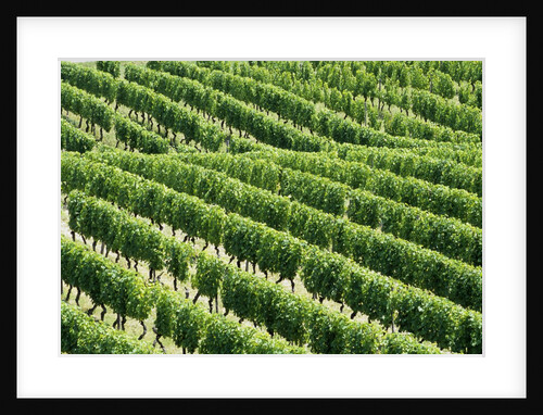 Vines in Vineyard by Anonymous