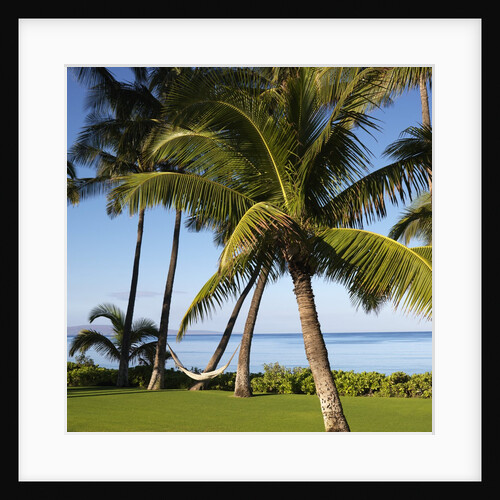 Hammock Between Two Palms by Anonymous