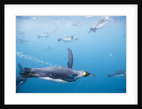 King Penguins Underwater by Anonymous