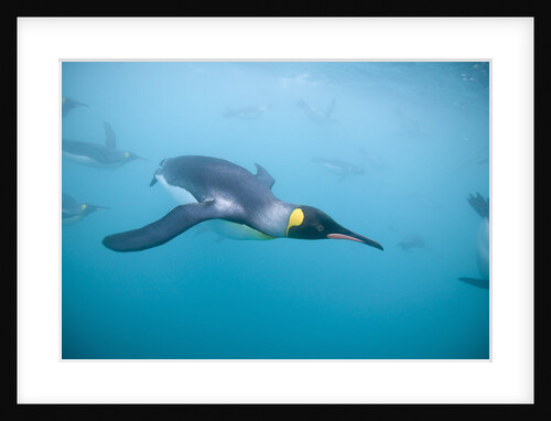 King Penguins Underwater by Anonymous
