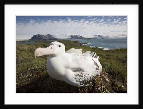 Wandering Albatross in Nest by Anonymous