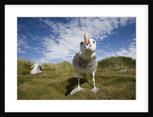 Wandering Albatrosses by Anonymous