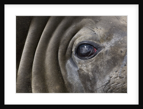 Close-up of Elephant Seal by Anonymous