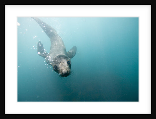 Swimming Antarctic Fur Seal by Anonymous