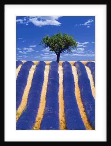 Lavender Field by Anonymous
