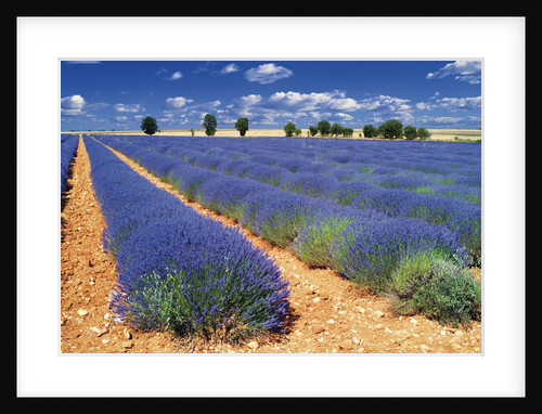 Lavender Field by Anonymous