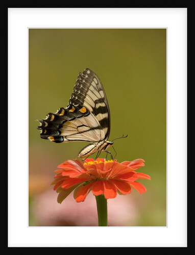 Butterfly by Anonymous