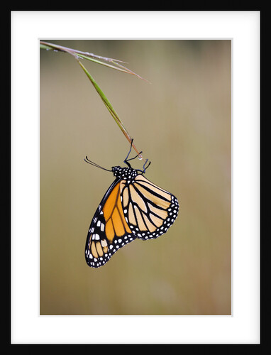 Butterfly by Anonymous