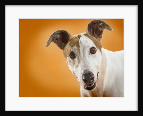 Jack Russell Terrier by Anonymous