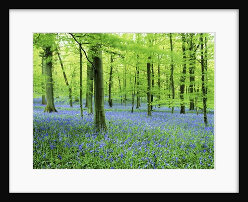 Forest Floor of Bluebells by Anonymous