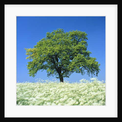 Oak Tree in Blossoming Chervil Meadow by Anonymous