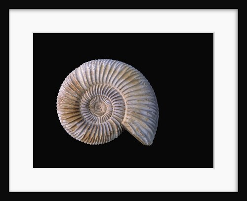 Ammonite Fossil by Anonymous