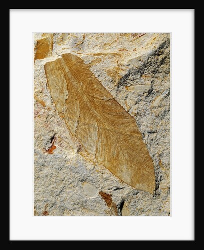 Fossil Leaf of Seed Fern by Anonymous