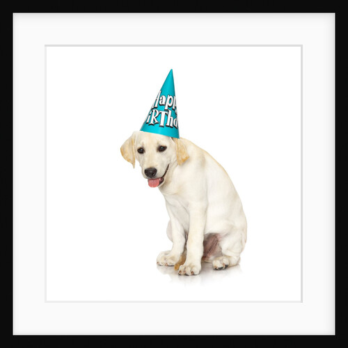 Lab Puppy Wearing Birthday Hat by Anonymous