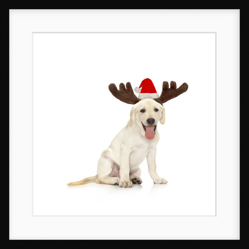 Lab Puppy Wearing Antlers by Anonymous