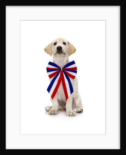 Lab Puppy Wearing Patriotic Bow Tie by Anonymous