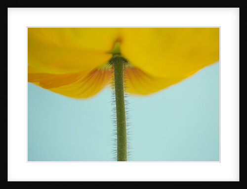 Flower with Hairy Stem by Anonymous