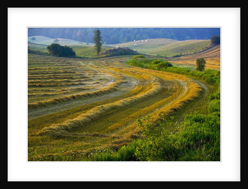 Trimmed Fields by Anonymous