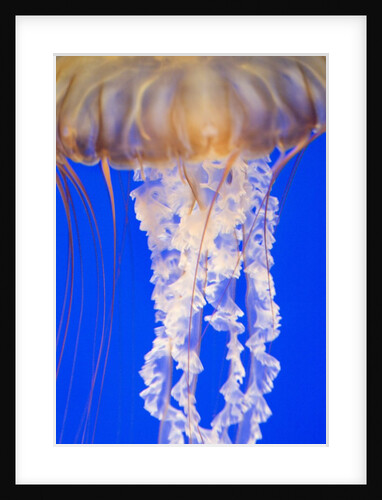 Jelly Fish by Anonymous