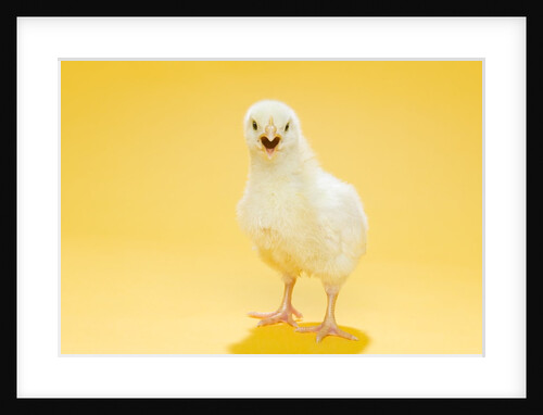 Chick by Anonymous
