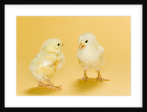 Chicks by Anonymous