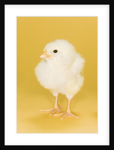 Chick by Anonymous