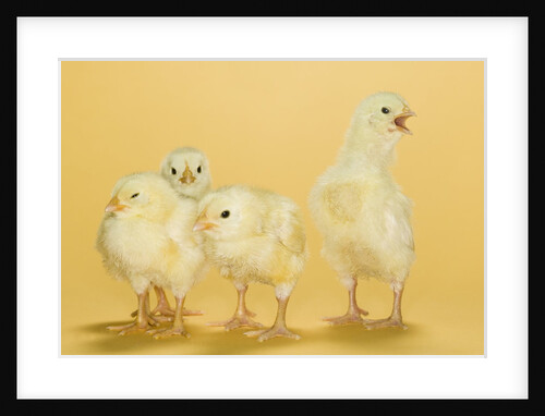 Chicks by Anonymous