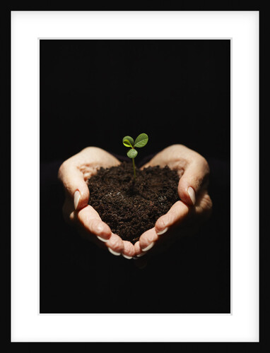 Seedling in Man's Hands by Anonymous