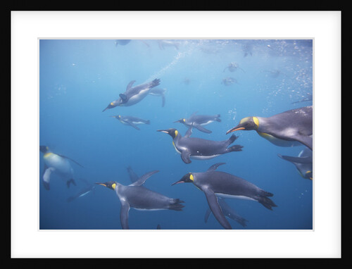 King Penguins Underwater at South Georgia Island by Anonymous