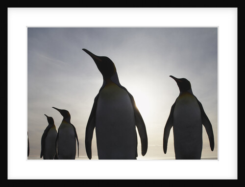King Penguins on South Georgia Island by Anonymous