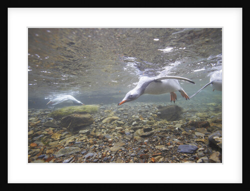 Gentoo Penguins Swimming on South Georgia Island by Anonymous