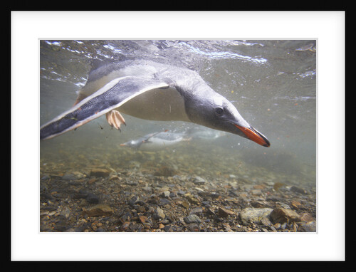 Gentoo Penguins Swimming on South Georgia Island by Anonymous