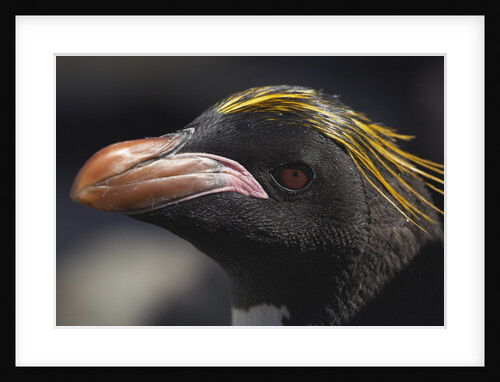 Macaroni Penguin on South Georgia Island by Anonymous