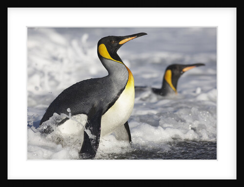 King Penguins in Surf on South Georgia Island by Anonymous